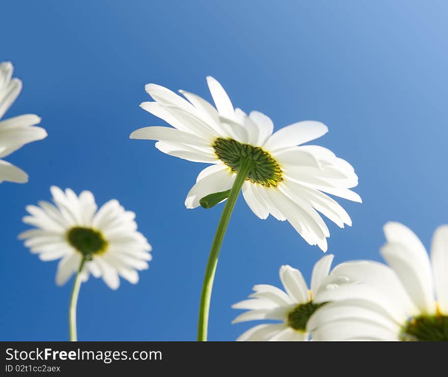 Camomile flowers in sun rays