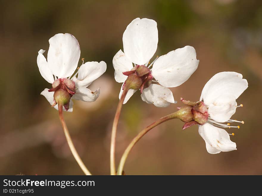 White Flowers