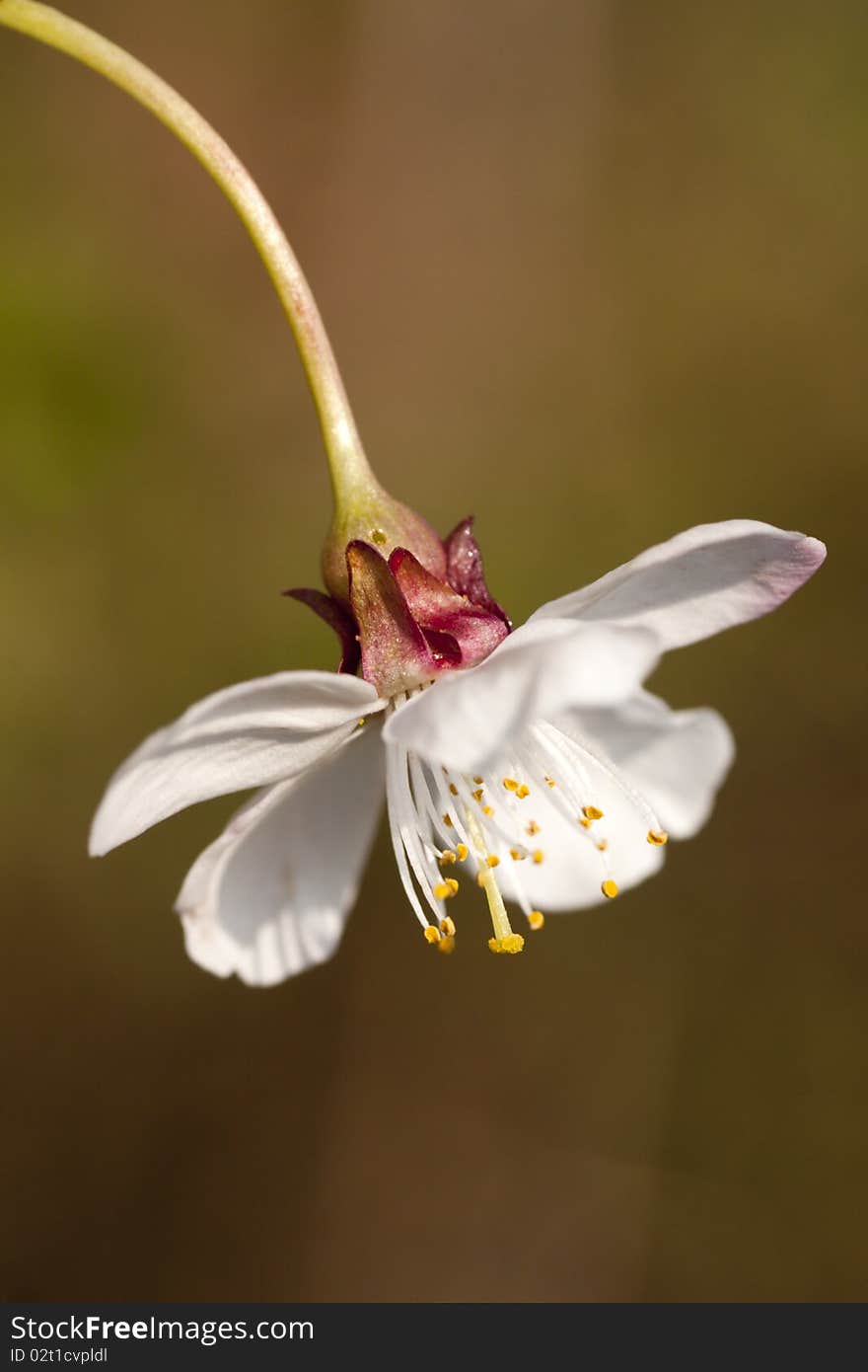 White Flower