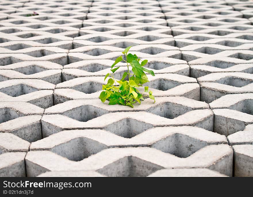 Green plant rising through bricks. Green plant rising through bricks