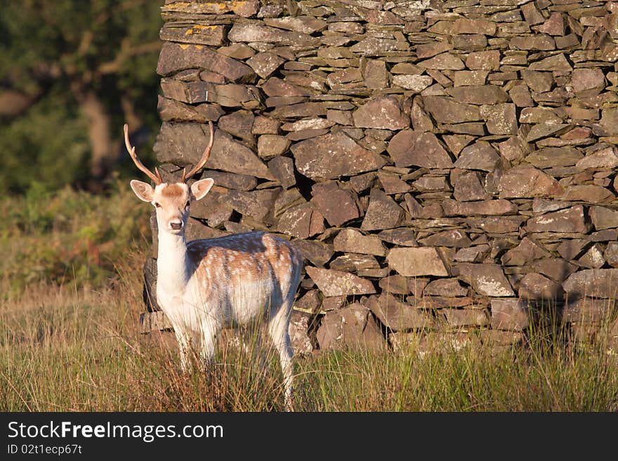 Young Fallow Deer Buck