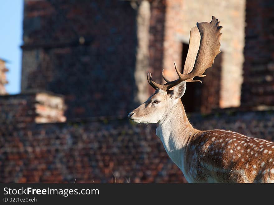 Adult fallow deer buck in the ruins of a historic monument