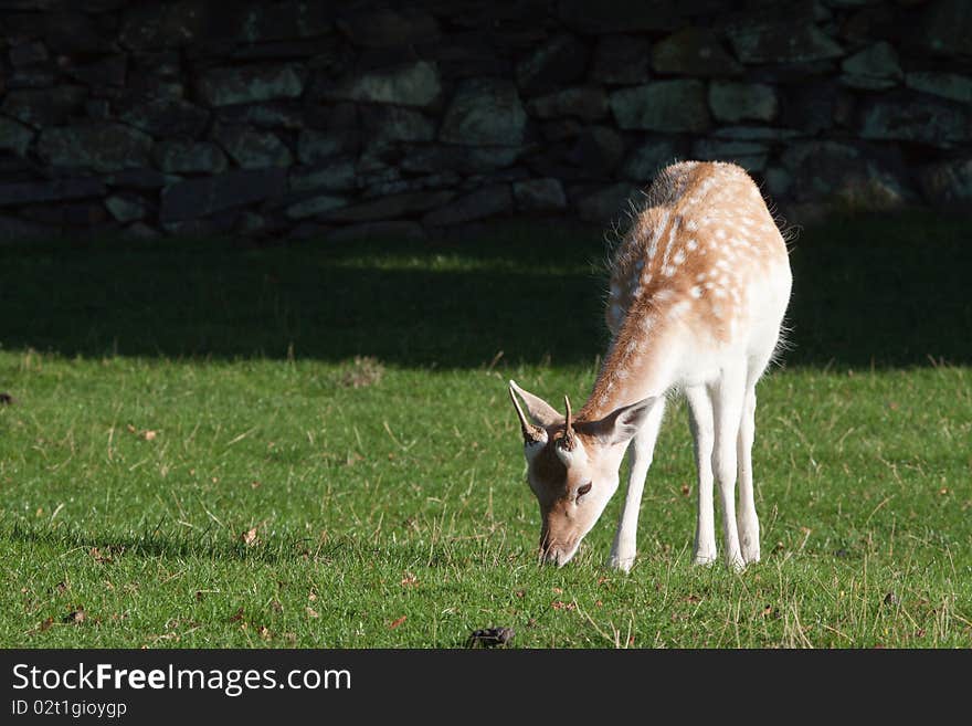 Young Fallow Deer Buck