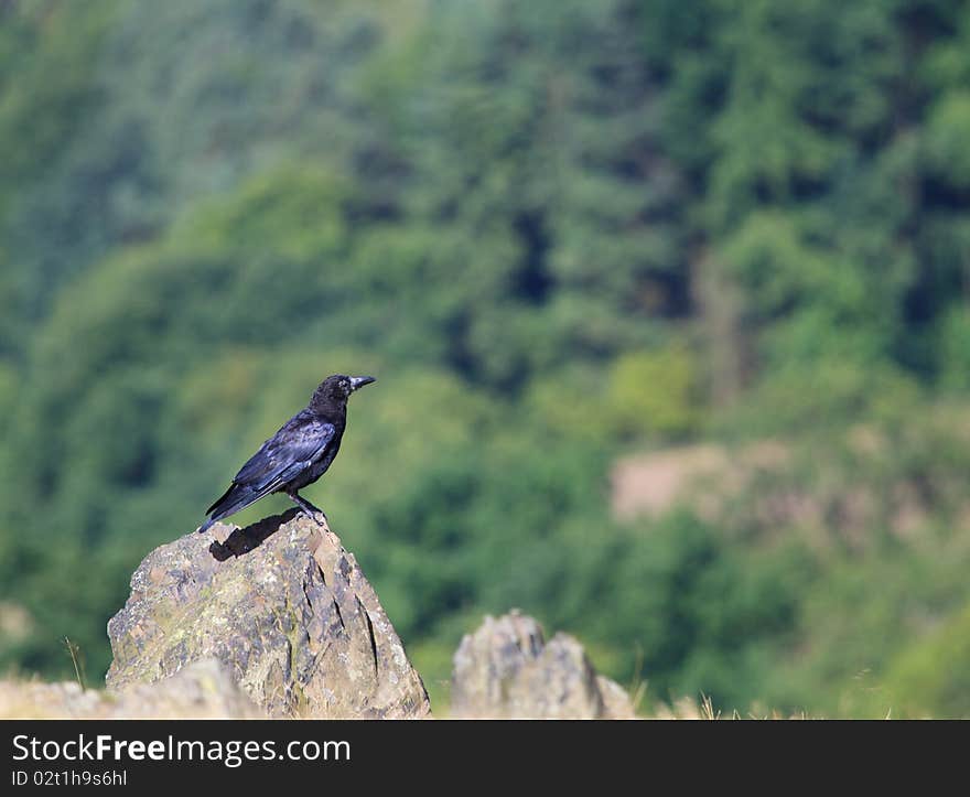 Rook on a Rock