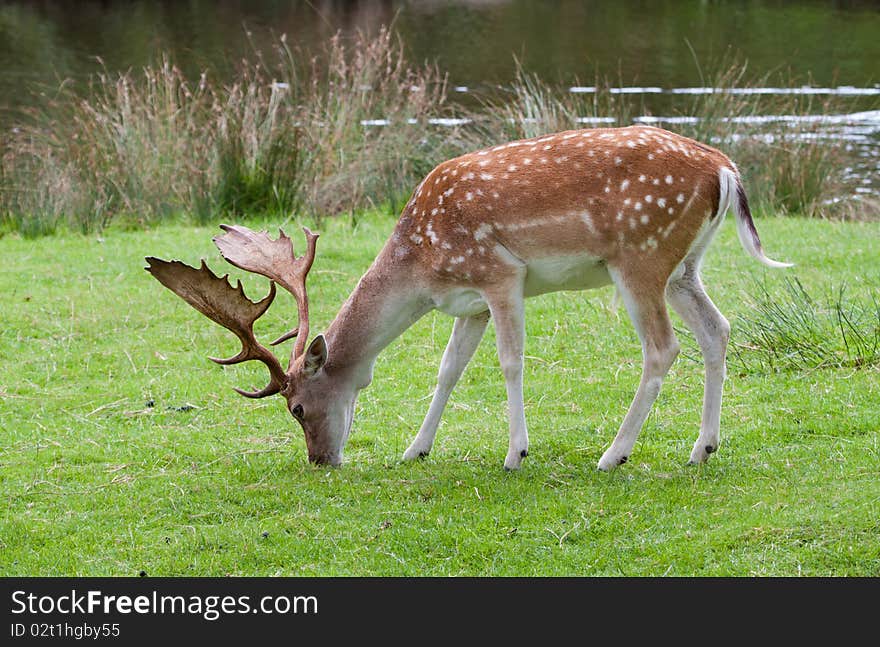 Adult fallow deer buck grazing near a river