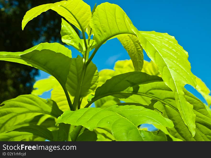 Leaf of a green tea