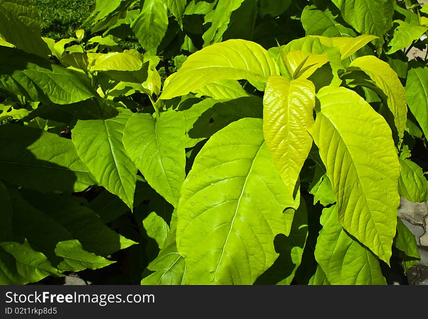 Green plants in abotanical garden. Green plants in abotanical garden