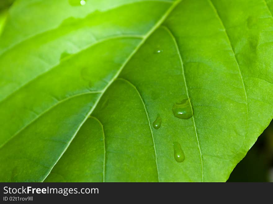 Drop on the green leaf plants