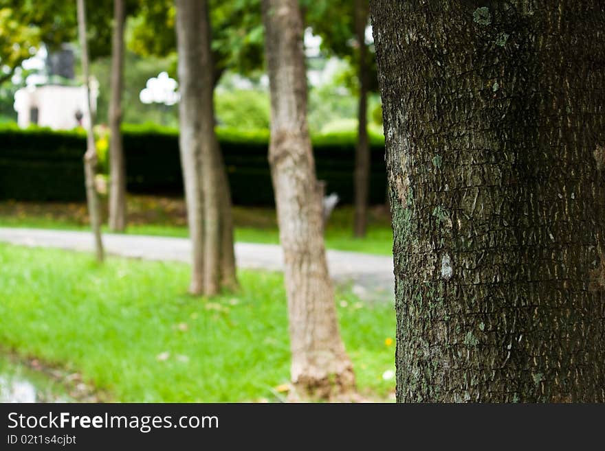 In a garden have a lot of a trees. In a garden have a lot of a trees