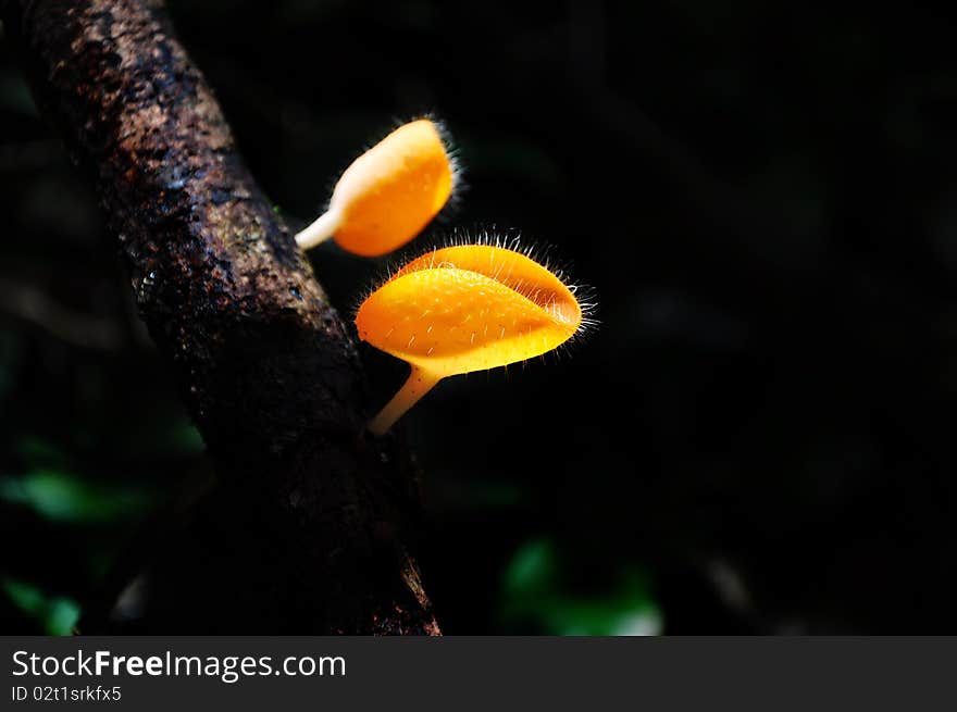 Hairy mushroom