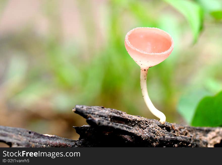 Champenge mushroom