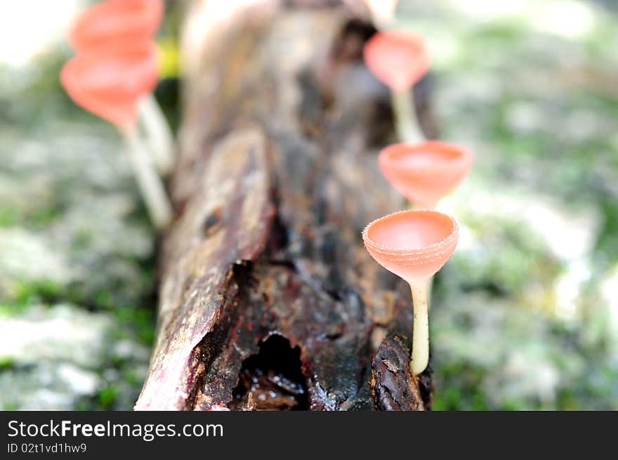 Champenge mushroom