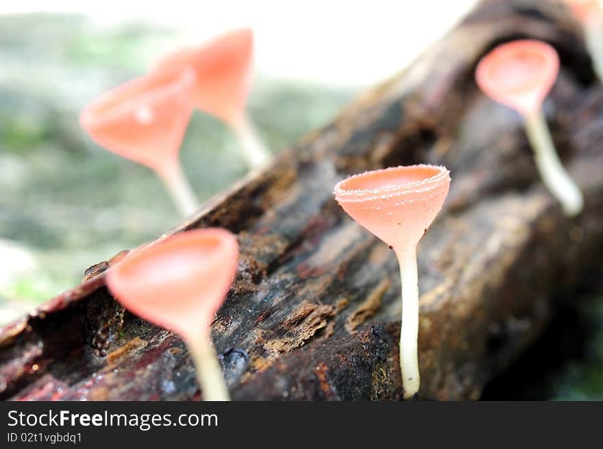 Champenge Mushroom