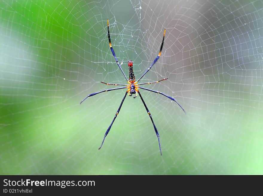 Big spider shot in nature.