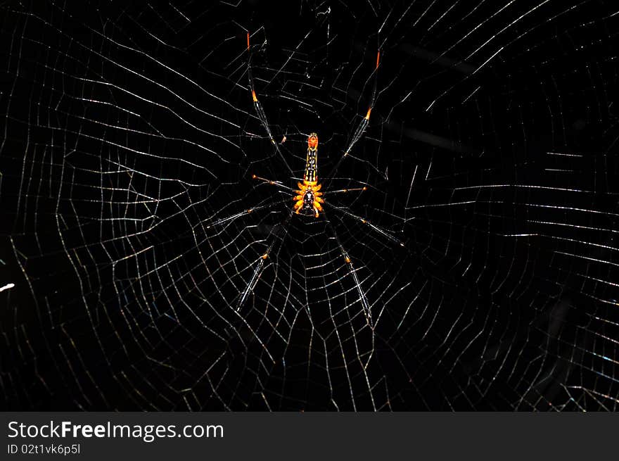 Big spider shot in nature.