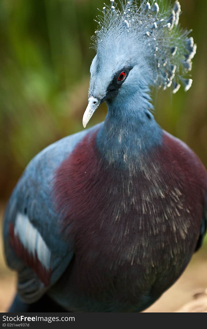E Victoria Crowned Pigeon, Goura victoria, is a large, approximately 74cm (29 in) long and weighing up to 2.5 kg (5.5 lb), bluish-grey pigeon with elegant blue lace-like crests, maroon breast and red iris. E Victoria Crowned Pigeon, Goura victoria, is a large, approximately 74cm (29 in) long and weighing up to 2.5 kg (5.5 lb), bluish-grey pigeon with elegant blue lace-like crests, maroon breast and red iris.