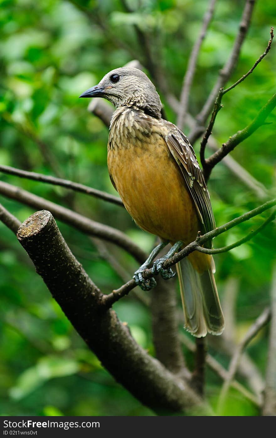 Female Black Bird on a branch