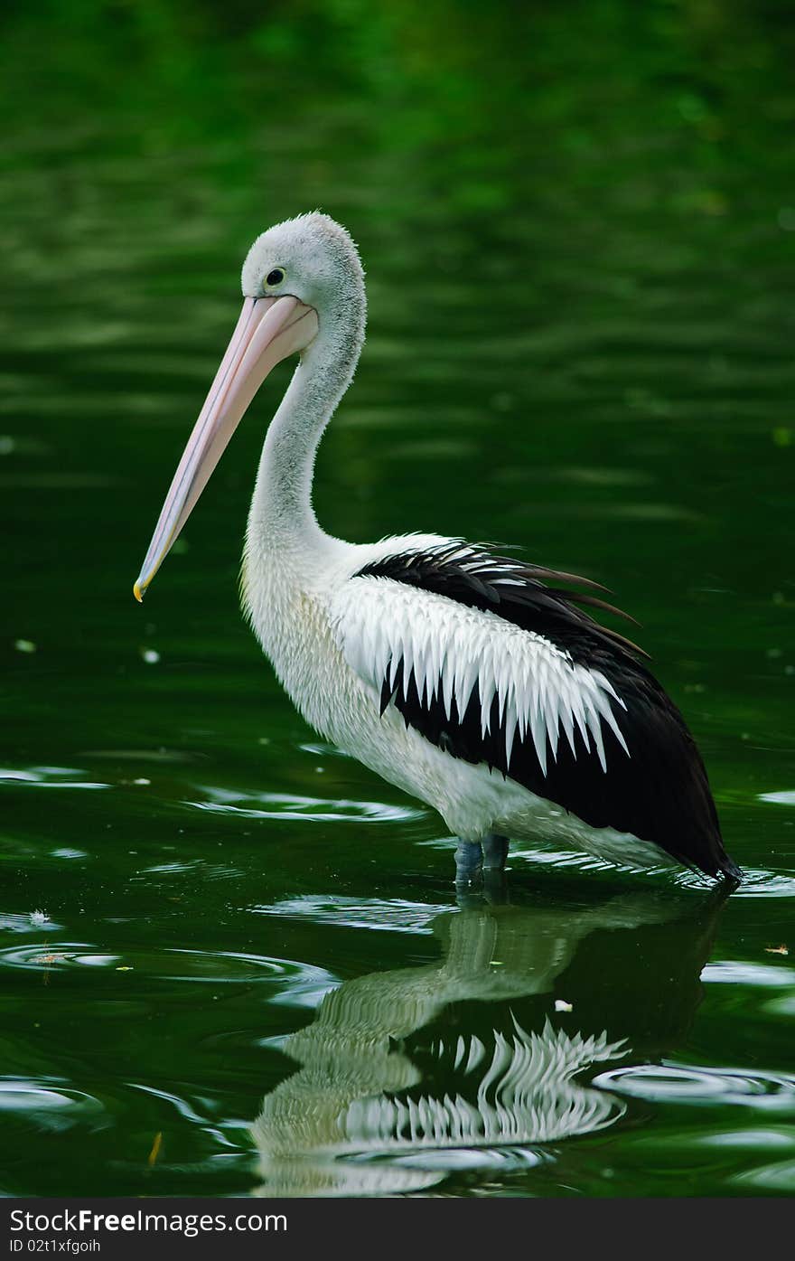 Australian Pelican (Pelecanus Conspicillatus)