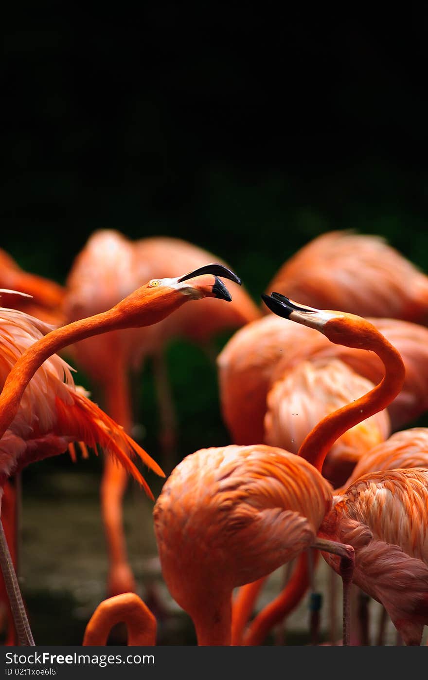 Caribbean Flamingo (Phoenicopterus ruber)