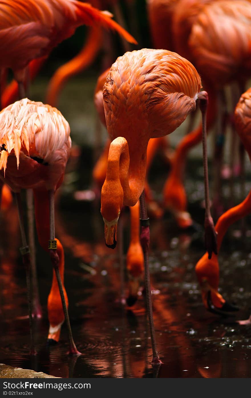 Caribbean Flamingo (Phoenicopterus ruber)