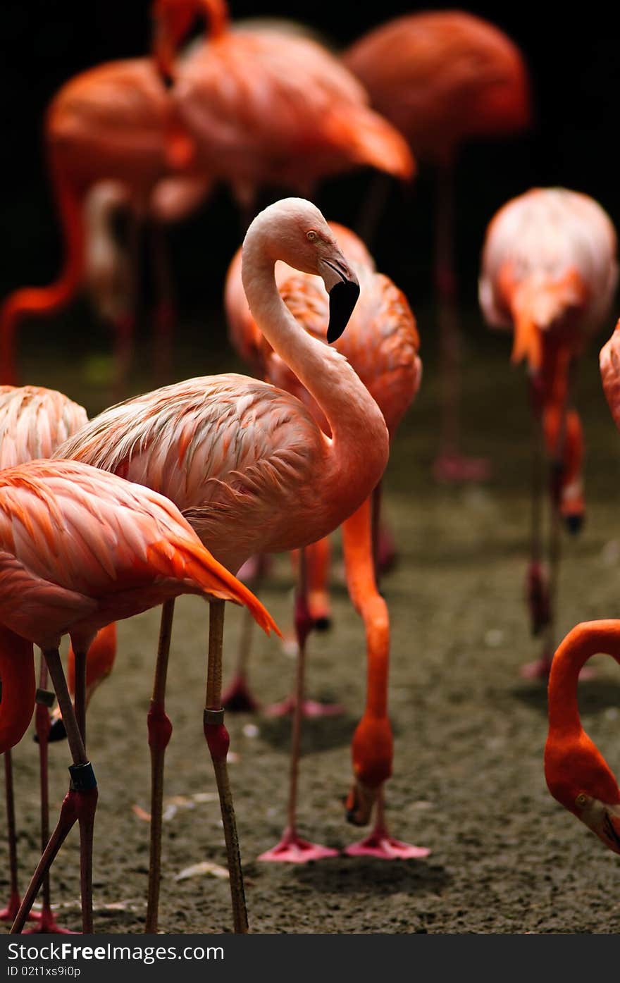 Caribbean Flamingo (Phoenicopterus Ruber)