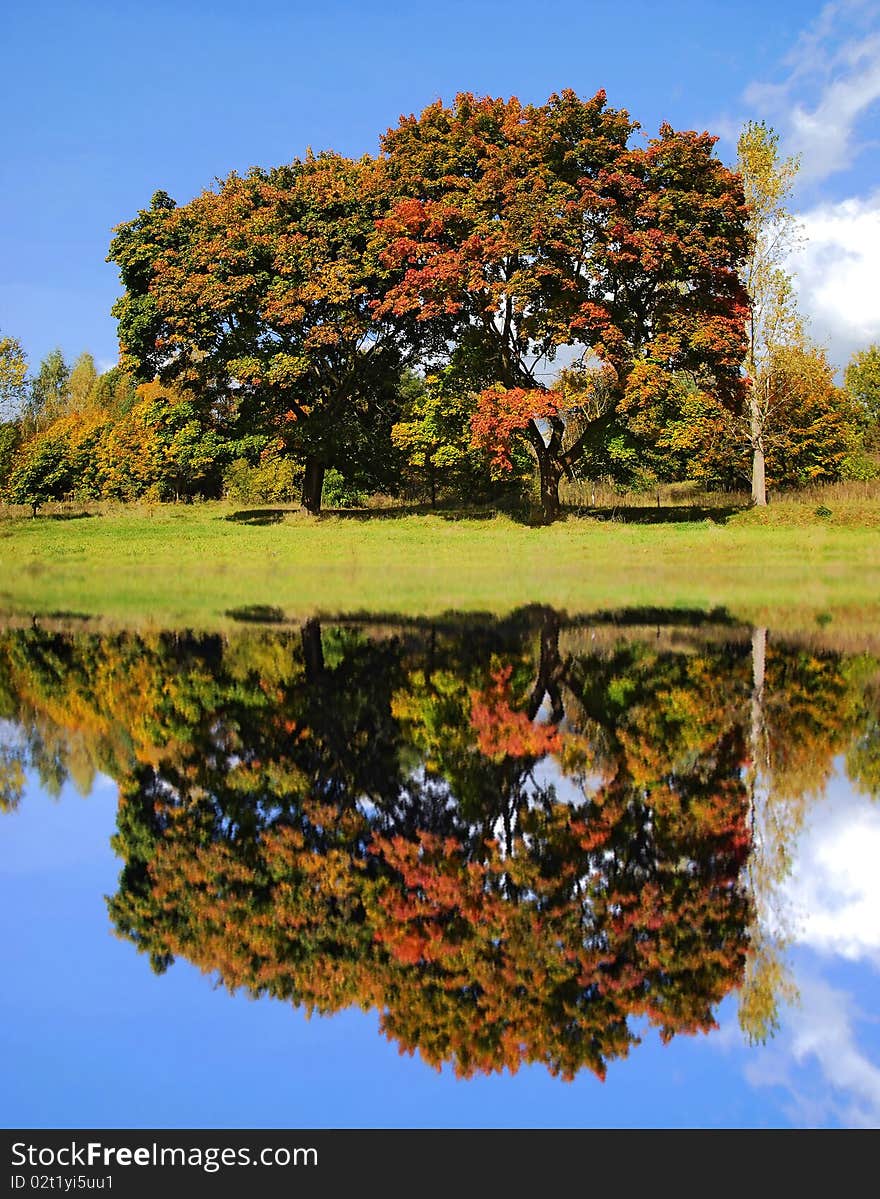 Autumn trees with reflecting in the water. Autumn trees with reflecting in the water