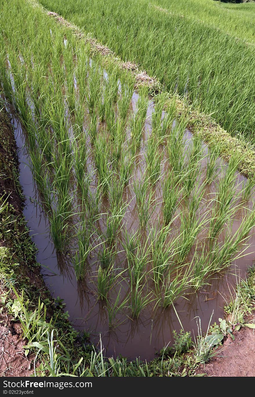 Close up view of a rice field full with water