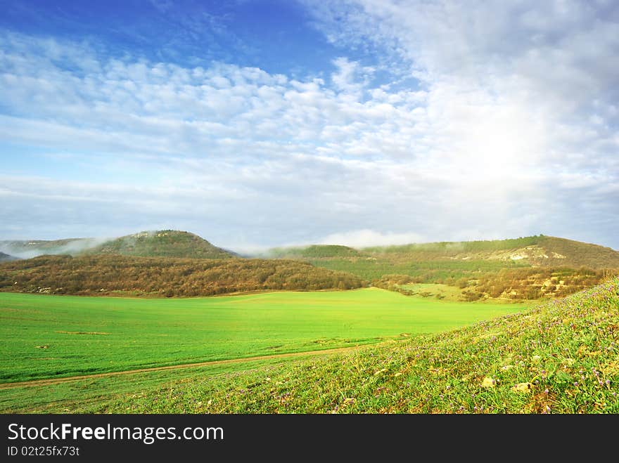 Green pasture in meadow. Nature composition.