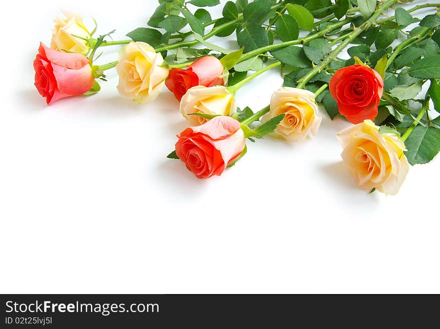 Red rose isolated on a white background