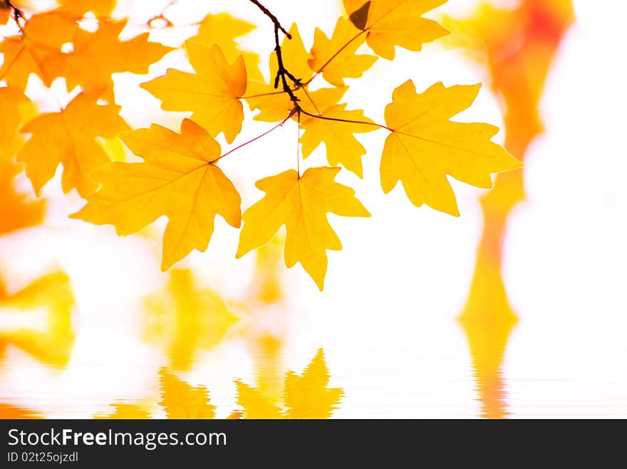 Autumn leaves background in sunny day