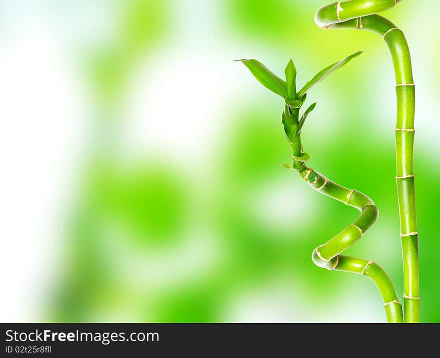 Beautiful bamboo isolated on green background