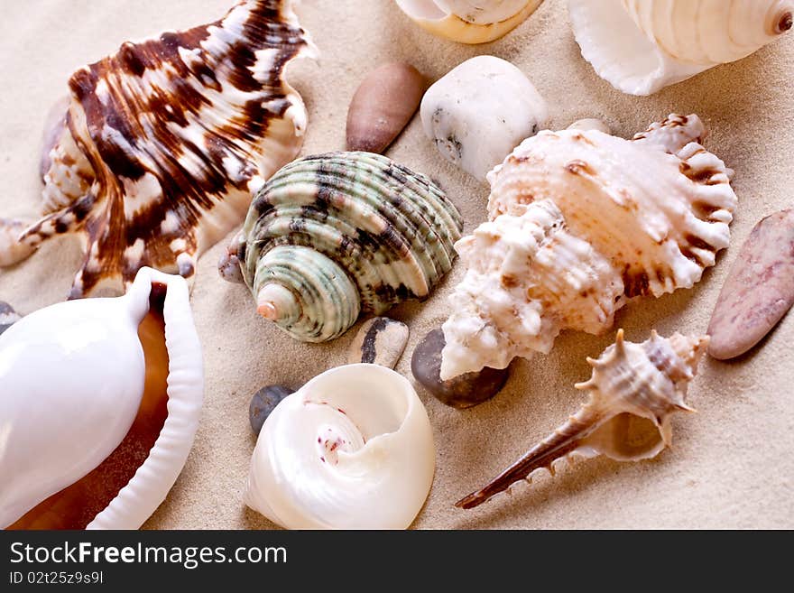 Seashells in sand as a background