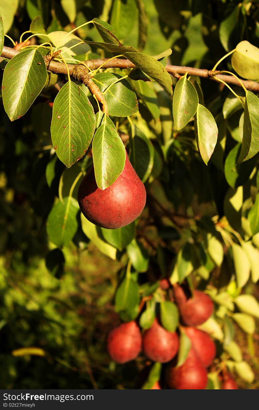 A pear ripened in the garden. A pear ripened in the garden