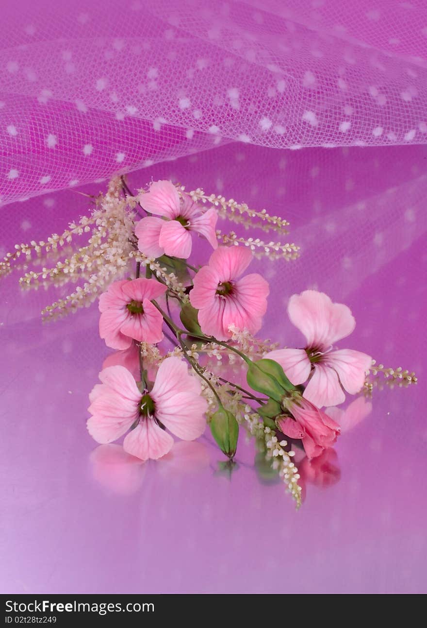 Blossoming branch on a pink background. Blossoming branch on a pink background