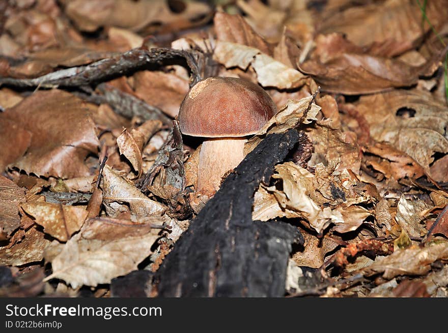 Closeup of a beautiful and delicious cepe (Boletus edulis) in a forest near Battifollo, Ceva, in Piedmont, Italy. Closeup of a beautiful and delicious cepe (Boletus edulis) in a forest near Battifollo, Ceva, in Piedmont, Italy.