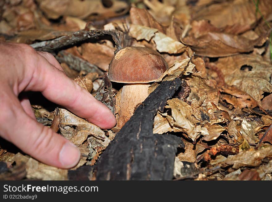 Harvest of a beautiful and delicious cepe (Boletus edulis) in a forest near Battifollo, Ceva, in Piedmont, Italy. Harvest of a beautiful and delicious cepe (Boletus edulis) in a forest near Battifollo, Ceva, in Piedmont, Italy.