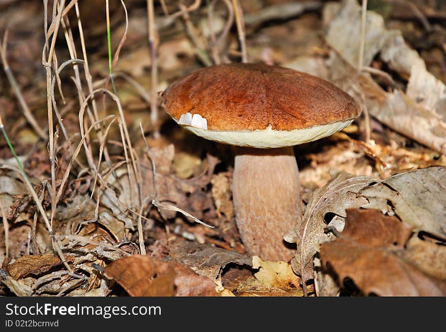 Closeup of a beautiful and delicious cepe (Boletus edulis) in a forest near Battifollo, Ceva, in Piedmont, Italy. Closeup of a beautiful and delicious cepe (Boletus edulis) in a forest near Battifollo, Ceva, in Piedmont, Italy.