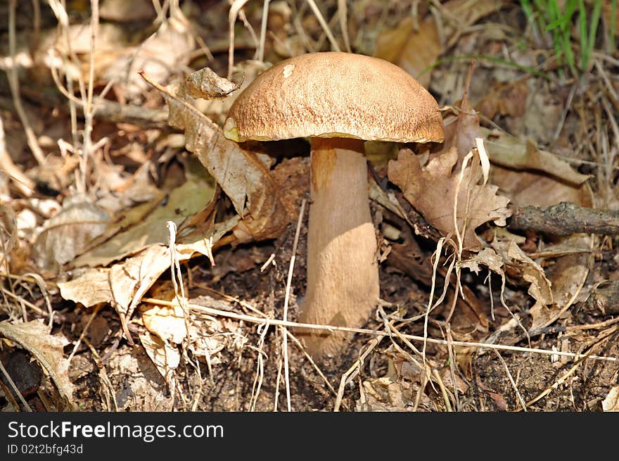 Closeup of a beautiful and delicious cepe (Boletus edulis) in a forest near Battifollo, Ceva, in Piedmont, Italy. Closeup of a beautiful and delicious cepe (Boletus edulis) in a forest near Battifollo, Ceva, in Piedmont, Italy.