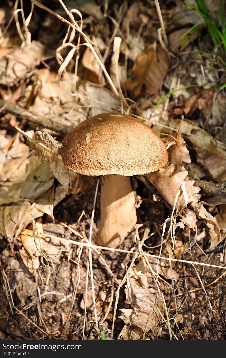 Closeup of a beautiful and delicious cepe (Boletus edulis) in a forest near Battifollo, Ceva, in Piedmont, Italy. Closeup of a beautiful and delicious cepe (Boletus edulis) in a forest near Battifollo, Ceva, in Piedmont, Italy.