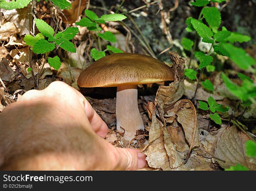 Harvest of a beautiful and delicious cepe (Boletus edulis) in a forest near Battifollo, Ceva, in Piedmont, Italy. Harvest of a beautiful and delicious cepe (Boletus edulis) in a forest near Battifollo, Ceva, in Piedmont, Italy.