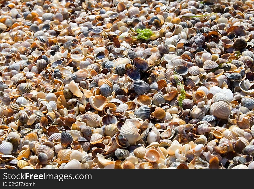 Lots of seashells forming a background. Lots of seashells forming a background