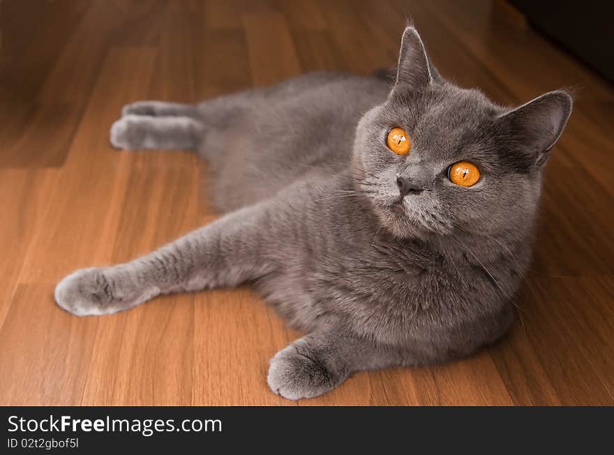 British Cat With Orange Eyes