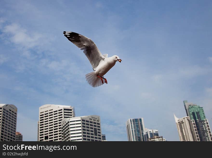 Feed Sea gull in blue sky