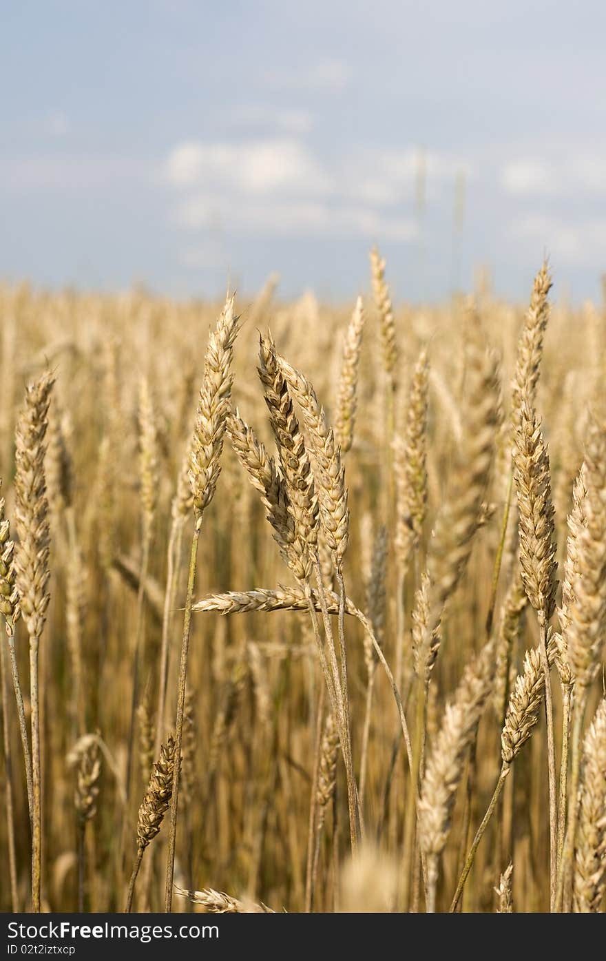 Golden rye field with blue sky in background.