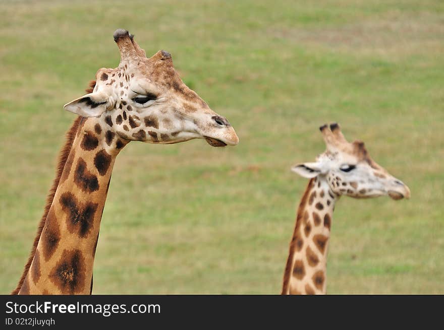 Head shoot of two giraffes with grass on the background. Head shoot of two giraffes with grass on the background