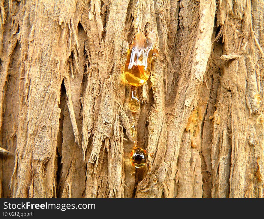 Conifer resin plants in the form of droplets on the very bark amber. Conifer resin plants in the form of droplets on the very bark amber