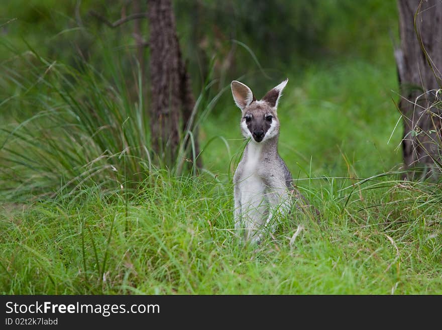 Kangaroo