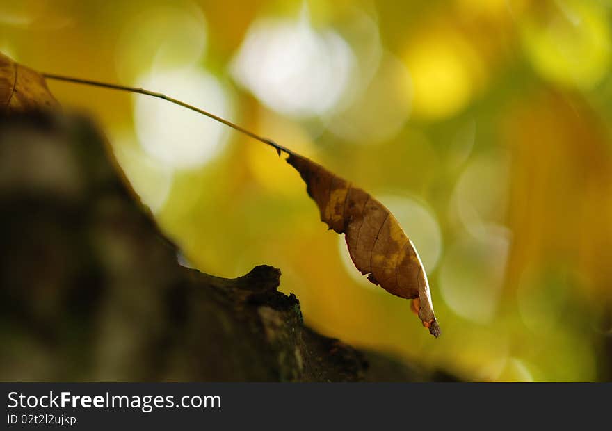 Autumn tree in a park, shallow DOF, focus on the leaves. Autumn tree in a park, shallow DOF, focus on the leaves