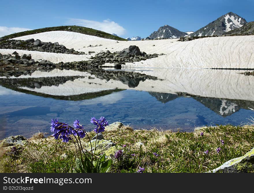 Blue flower near of lake in mountains