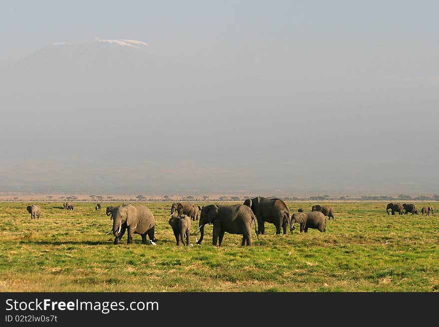 Grasslands Of The African Elephant In Kenya